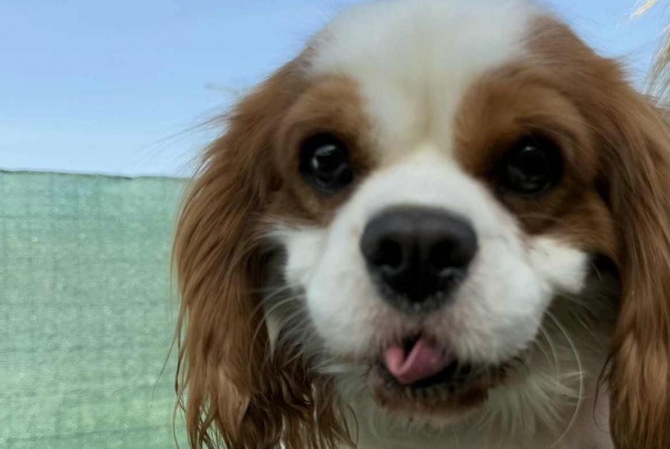 Fundmeldung Hund  Männliche Trets Frankreich