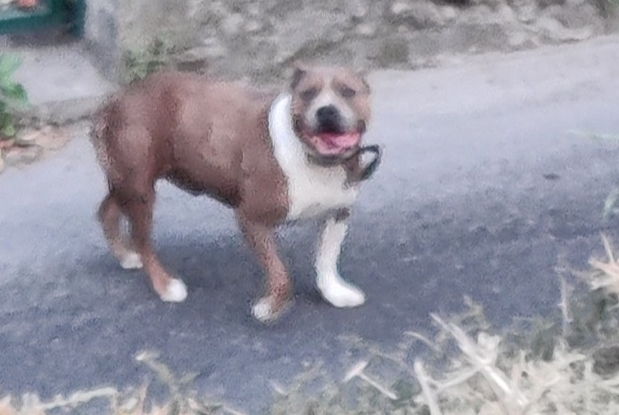 Alerte Découverte Chien Mâle Marseille France Alerte Découverte Chien Mâle Marseille France